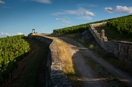 Path through the vines in Morey-Saint-Denis © BIVB / IBANEZ A.