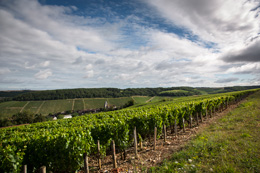 Oenotourisme, Le village de Fleys dans le vignoble de Chablis  © BVIB / IBANEZ A
