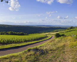 Oenotourisme dans le vignoble de la Côte Chalonnaise © BIVB / BAUDOUIN M