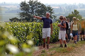 randonnée pédestre dans les vignes entre Dijon et le sud de la Côte de Beaune