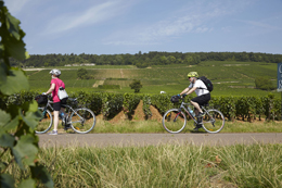 Oenotourisme, balade à vélo dans les vignes de Bourgogne 