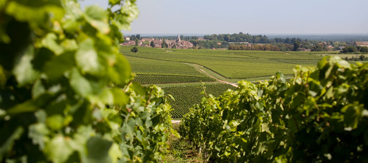 © BIVB / ARMELLEPHOTOGRAPHE.COM Paysage en Bourgogne viticole