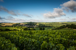 © BIVB / IBANEZ A.Paysage dans le vignoble de Chablis en Bourgogne