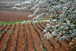 Paysage dans le vignoble du Mâconnais en Bourgogne