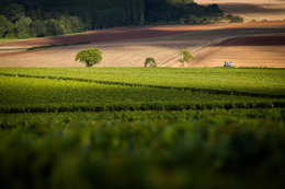 © BIVB / IBANEZ A. Village dans le vignoble de Chablis en Bourgogne