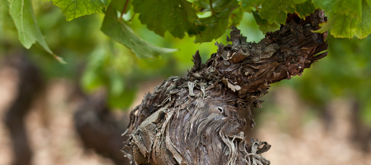 © BIVB / ARMELLEPHOTOGRAPHE.COM Cep de vigne dans le vignoble de Bourgogne