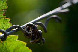 Vrille de vigne © BIVB / NARBEBURU S.      