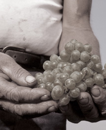 Grappe de raisin bourgogne © BIVB / ARMELLEPHOTOGRAPHE.COM