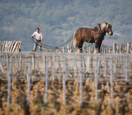 © BIVB / UPEC Travaux de la vigne : Labour à Cheval en Bourgogne