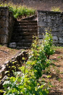 © BIVB / ARMELLEPHOTOGRAPHE.COM Muret dans les vignes de Bourgogne