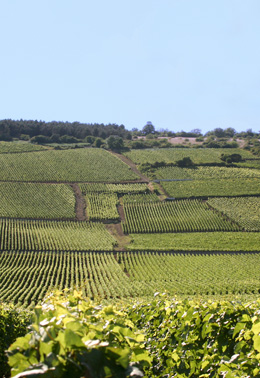 © BIVB / ARMELLEPHOTO Paysage dans le vignoble de la Côte de Beaune en Bourgogne