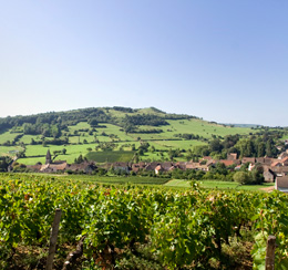 ©BIVB / ARMELLEPHOTOGRAPH Vignoble de la Côte chalonnaise en Bourgogne : Jambles