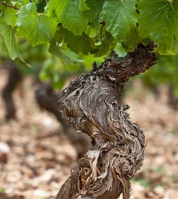 © BIVB / ARMELLEPHOTOGRAPHE.COM Cep de vigne en Bourgogne