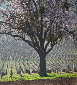 © BIVB / ARMELLEPHOTOGRAPHE.COM Cerisier en fleurs dans les vignes de Bourgogne