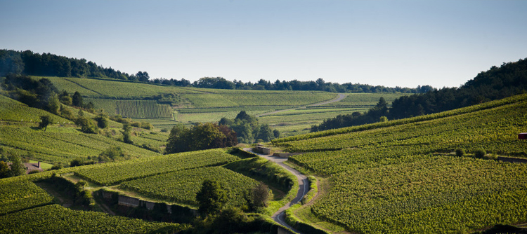 Vignoble de Pernand-Vergelesses en Bourgogne