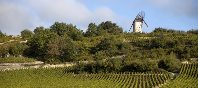 Vignoble de Santenay en Bourgogne 