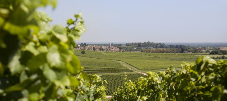 Vignoble en Bourgogne 