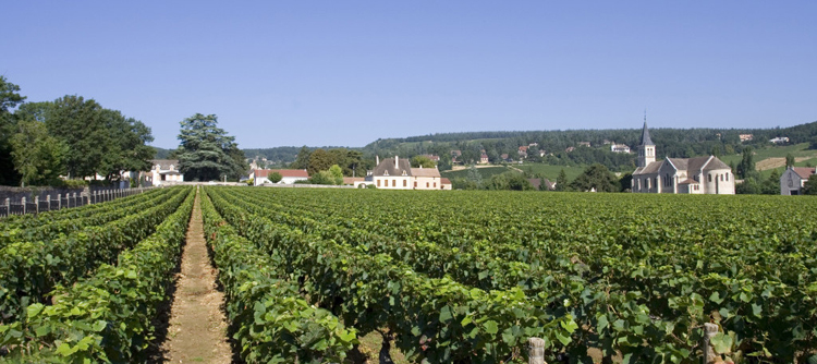 Vignoble de Poncey en Bourgogne