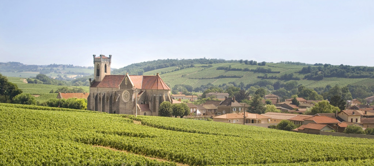 Vignoble de Fuissé en Bourgogne 