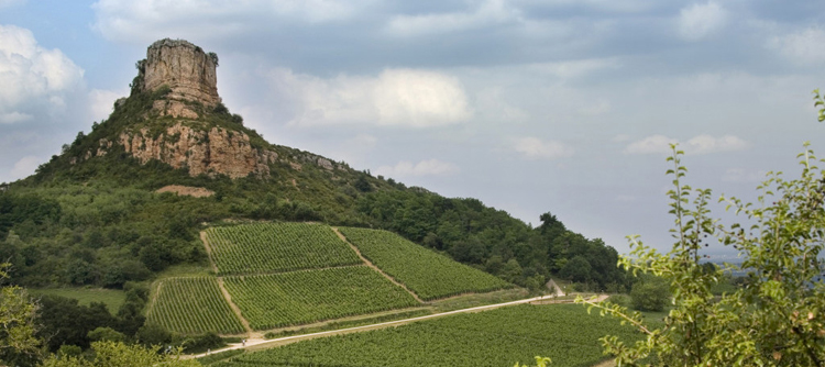 Vignoble de la Roche de Solutré en Bourgogne 