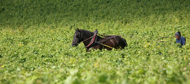 © BIVB / ARMELLEPHOTOGRAPHE.COM Les travaux dans la vigne