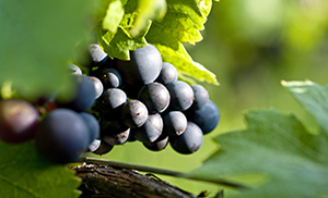 Quel cépage est principalement utilisé pour les vins rouges de Bourgogne ?