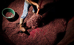 Combien d’hectares en production la Bourgogne viticole compte-t-elle ?