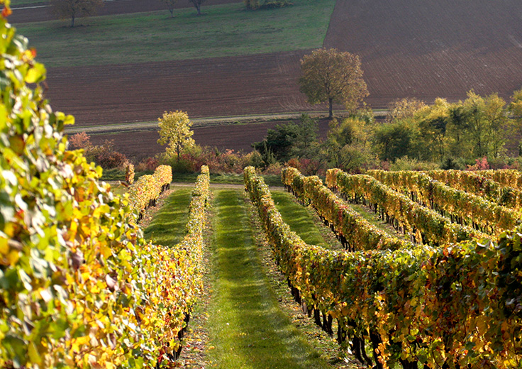 Les professionnels qui font la renommée des vins de Bourgogne