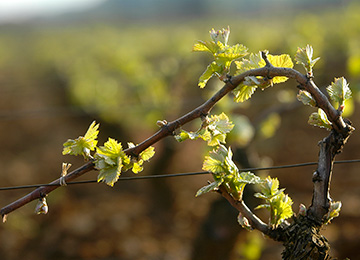 Les cycles de la vigne dans le vignoble de Bourgogne ©BIVB / JOLY M.