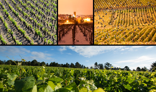 © BIVB / IBANEZ A. / JOLY M Vigne à travers les saisons