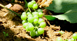 © BIVB / MONAMY G. Vendanges en vert dans le vignoble de Bourgogne 