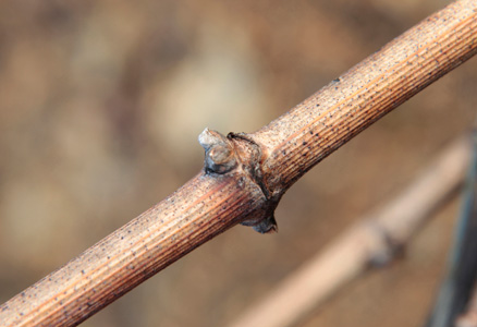 Bourgeons d’hiver