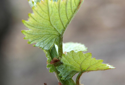 Feuilles étalées