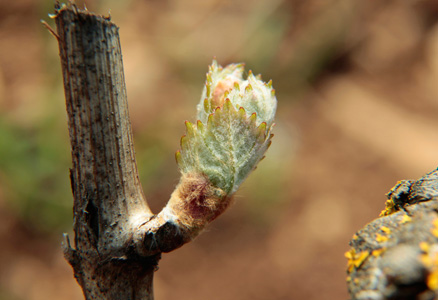 Vins de Bourgogne - Sortie des feuilles