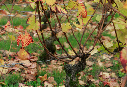 Leaves fall