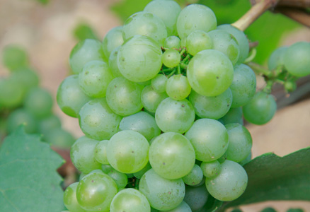 Veraison