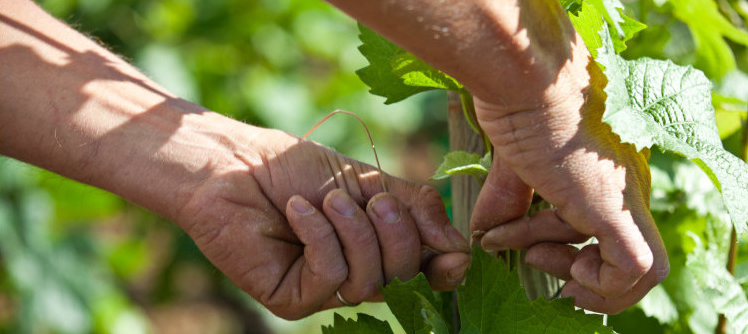 Attachage dans les vignes de Bourgogne 