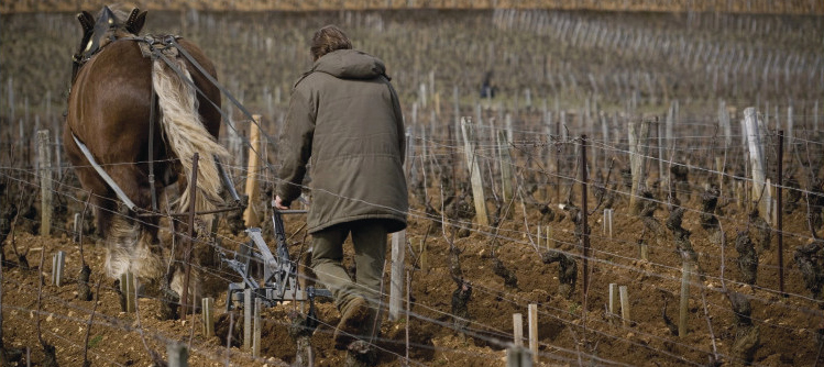 Labour à cheval en Bourgogne 