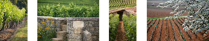 Photothèque des vins de Bourgogne 