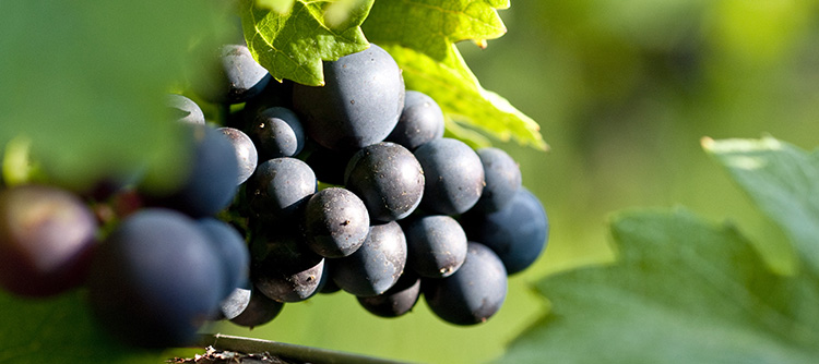 MULTI PAYS - Suivez un webinaire dédié au Pinot Noir en partenariat avec WSET