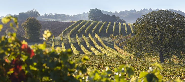 The 2010 vintage in Bourgogne: The high standards paid off