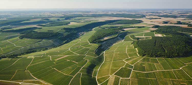 Millésime 2007 en Bourgogne : les fruits de la patience et du sur-mesure