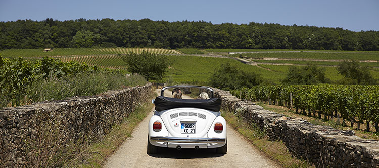 Oenotourisme, Route des Grands Crus © BIVB / LES CREATIONS DE L'ETOILE