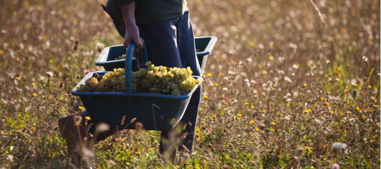 Coupeurs, porteurs, trieurs, cuisiniers... ont cherche des vendangeurs !