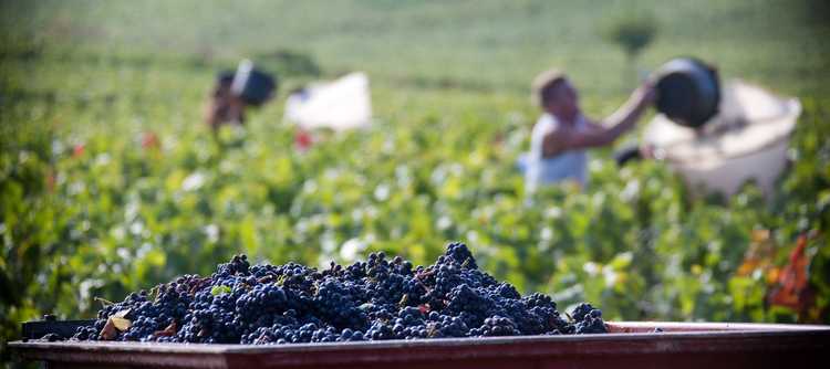 Millésimes des vins de Bourgogne