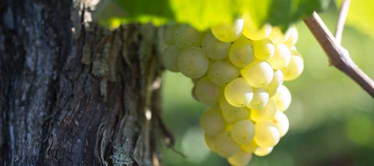 The 2016 Vintage in the Bourgogne: a pleasant surprise