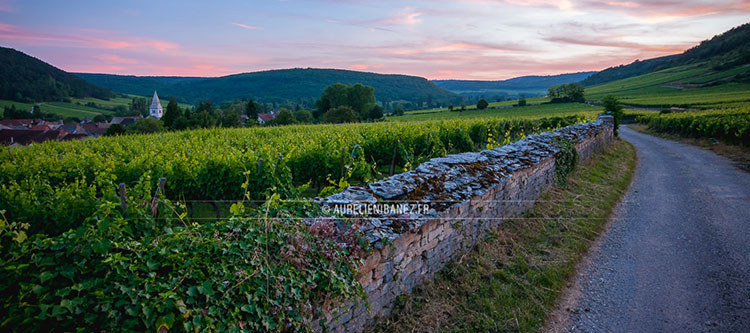 A ne pas manquer : 2 rendez-vous avec la filière des vins de Bourgogne