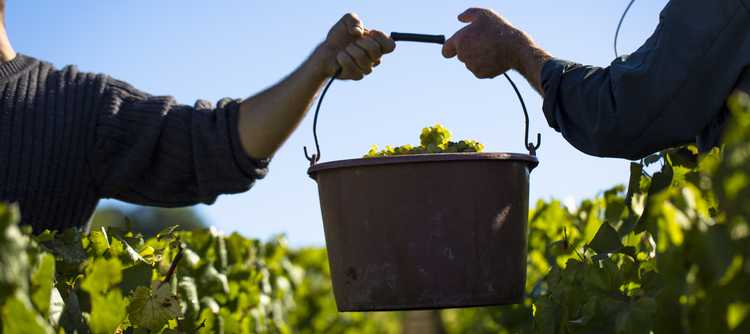 Millésime 2021 en Bourgogne : des vins délicats, qui s’apprécient déjà