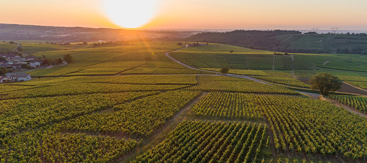Bourgogne 2022 :  Un millésime généreux et prometteur