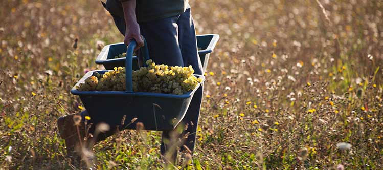 Le millésime 2020 en Bourgogne